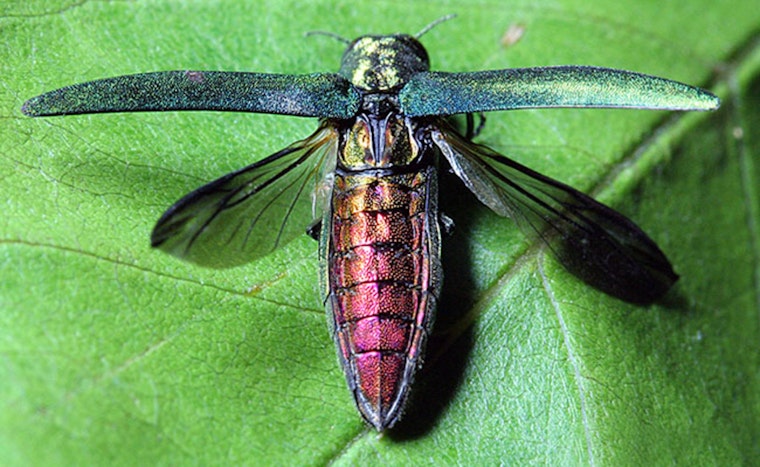 Austin On Alert As Emerald Ash Borer Nears City Limits