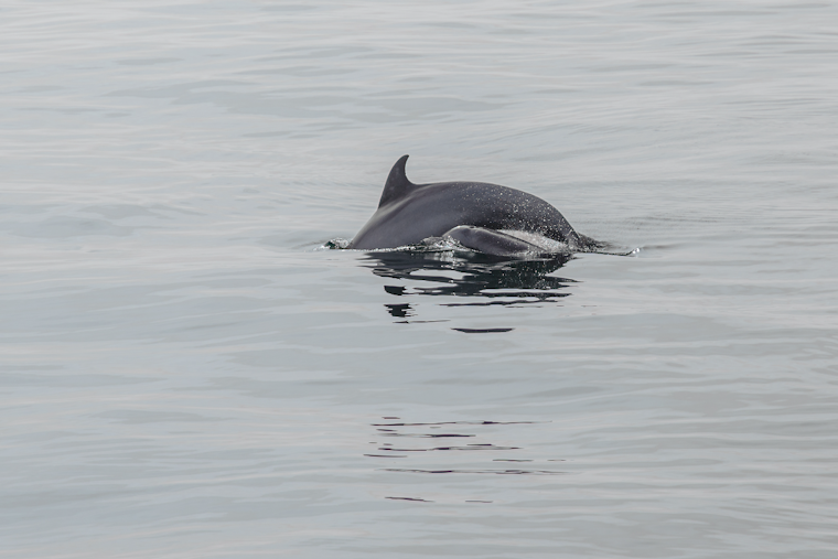 Baby Dolphin Maimed In Merritt Island Canal Hit-And-Run, Boaters Wanted