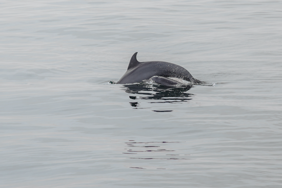 Baby Dolphin Maimed In Merritt Island Canal Hit-And-Run, Boaters Wanted