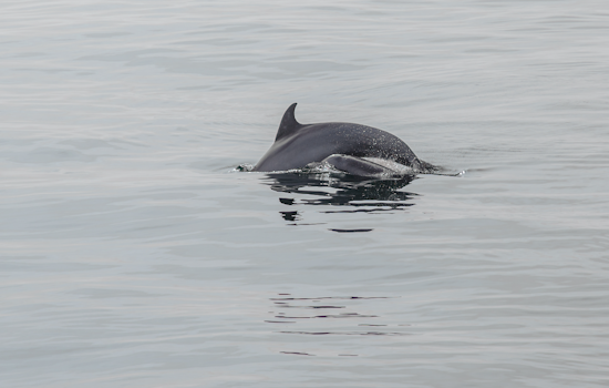 Baby Dolphin Maimed In Merritt Island Canal Hit-And-Run, Boaters Wanted