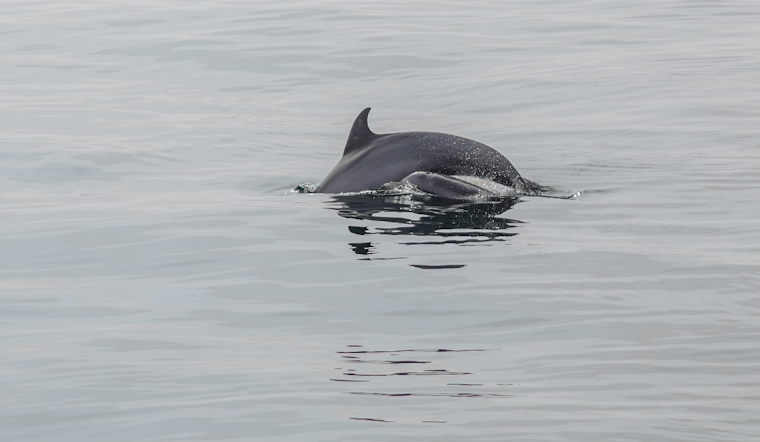 Baby Dolphin Maimed In Merritt Island Canal Hit-And-Run, Boaters Wanted