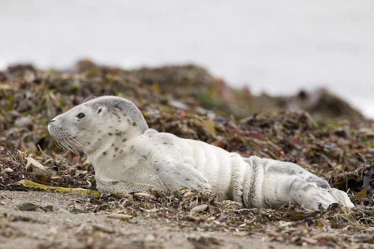 Baby Seal Shot In The Head Fights For Life In Bellingham Waters
