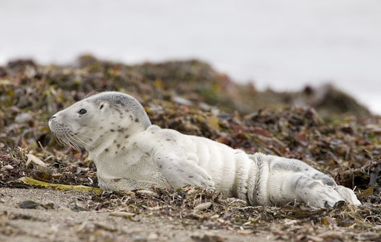 Baby Seal Shot In The Head Fights For Life In Bellingham Waters