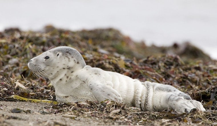 Baby Seal Shot In The Head Fights For Life In Bellingham Waters