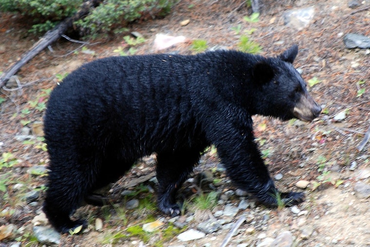 Backyard Bear Puts Avon On Edge, Shuts Down Beloved Park