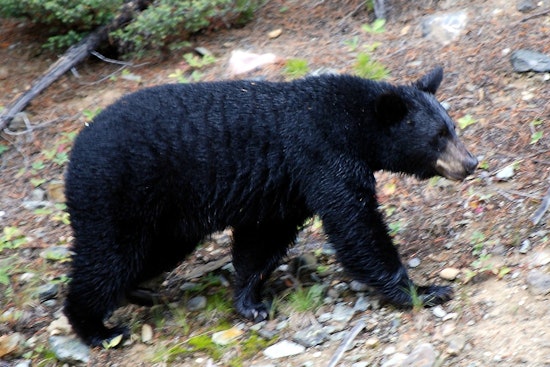 Backyard Bear Puts Avon On Edge, Shuts Down Beloved Park