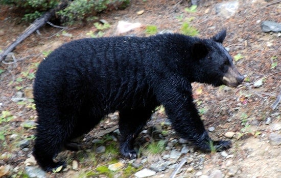 Backyard Bear Puts Avon On Edge, Shuts Down Beloved Park