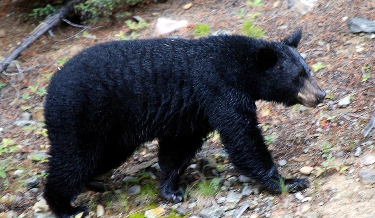 Backyard Bear Puts Avon On Edge, Shuts Down Beloved Park