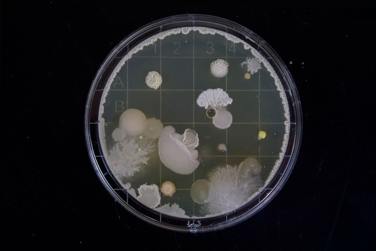 Bacteria Scare Shuts 14 Michigan Beaches As July Fourth Swimmers Line Up
