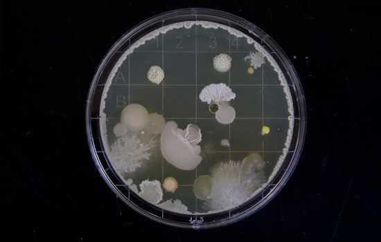 Bacteria Scare Shuts 14 Michigan Beaches As July Fourth Swimmers Line Up