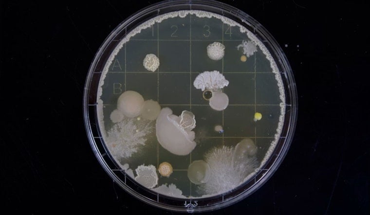 Bacteria Scare Shuts 14 Michigan Beaches As July Fourth Swimmers Line Up