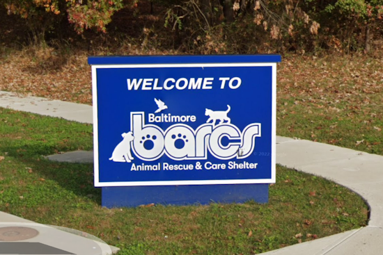 Baltimore Shelter Packed With 92 Pets in 48 Hours, Fears 'Unthinkable' Next Step