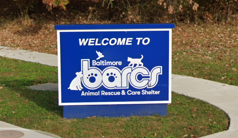 Baltimore Shelter Packed With 92 Pets in 48 Hours, Fears 'Unthinkable' Next Step