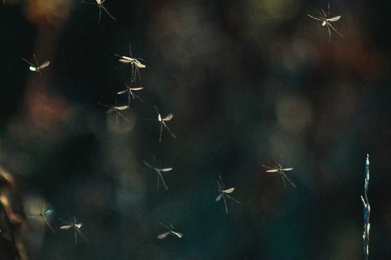 Bassett Block Gets Blitzed With 480,000 Sterile Mosquitoes In Summer Crackdown