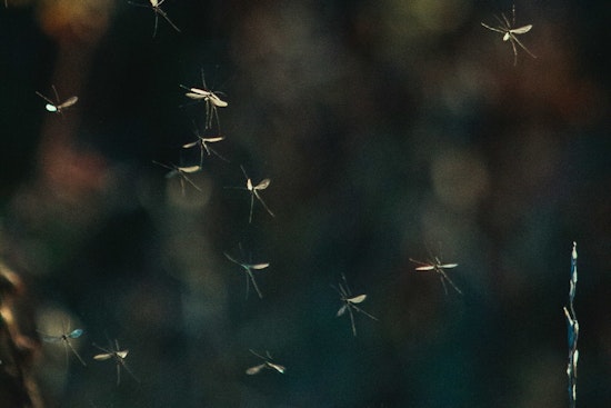 Bassett Block Gets Blitzed With 480,000 Sterile Mosquitoes In Summer Crackdown