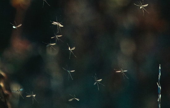 Bassett Block Gets Blitzed With 480,000 Sterile Mosquitoes In Summer Crackdown