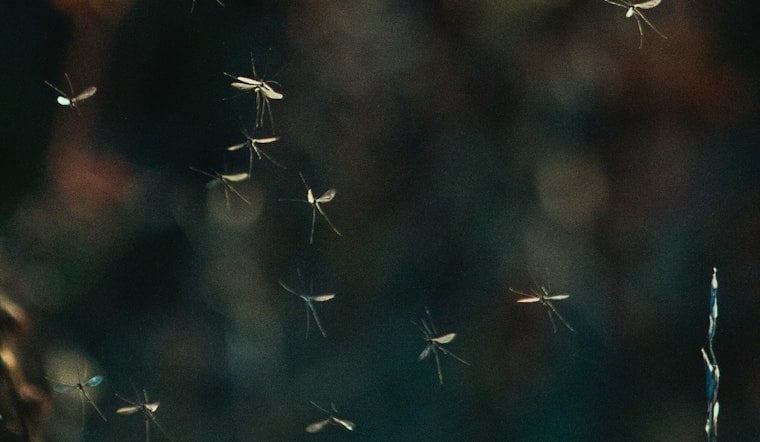 Bassett Block Gets Blitzed With 480,000 Sterile Mosquitoes In Summer Crackdown