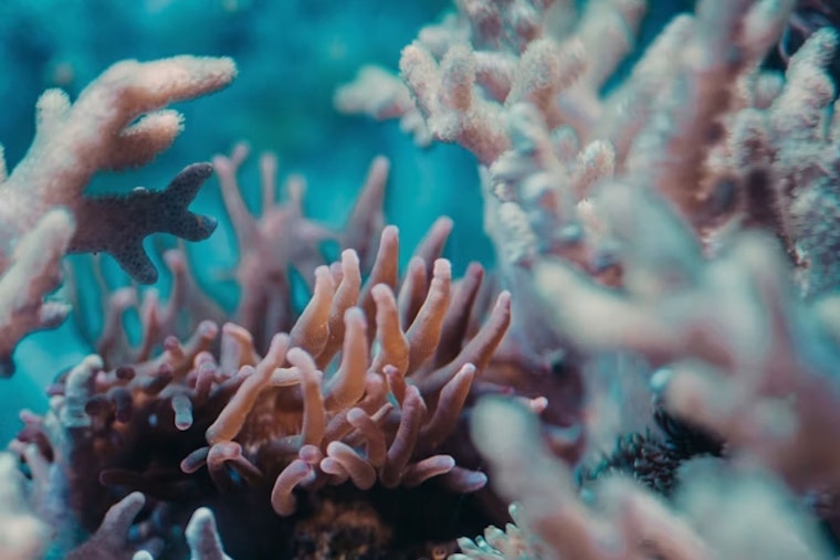 Berkeley Lab Cracks How Sneaky Algae Took Over Coral Cells And Built Reefs