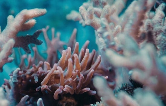 Berkeley Lab Cracks How Sneaky Algae Took Over Coral Cells And Built Reefs