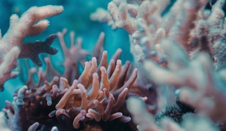 Berkeley Lab Cracks How Sneaky Algae Took Over Coral Cells And Built Reefs