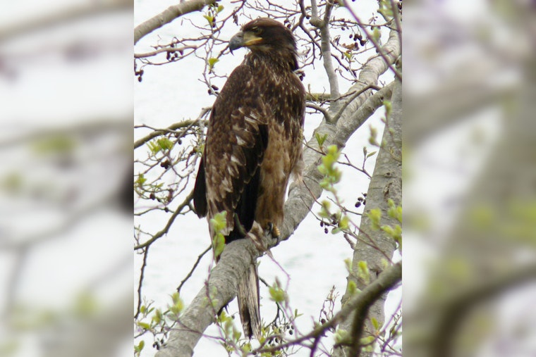 Big Bear Bald Eaglet Takes Terrifying Tumble, Nails First Flight