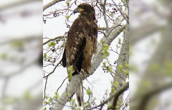 Big Bear Bald Eaglet Takes Terrifying Tumble, Nails First Flight