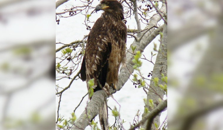 Big Bear Bald Eaglet Takes Terrifying Tumble, Nails First Flight