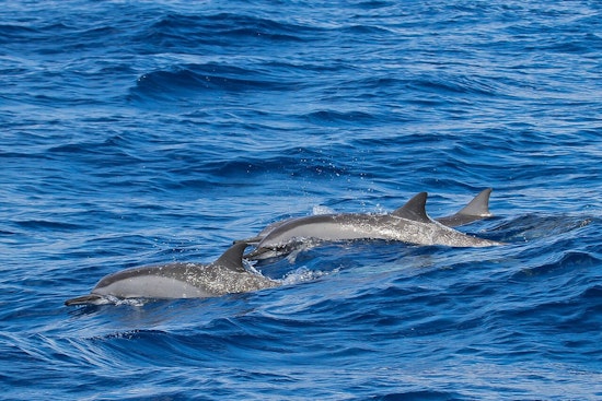 Big Island Spinner Dolphins On Baby Bust, Scientists Sound Alarm
