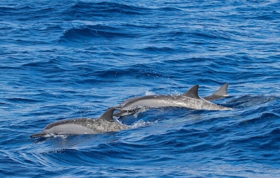 Big Island Spinner Dolphins On Baby Bust, Scientists Sound Alarm