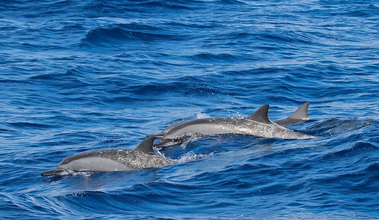 Big Island Spinner Dolphins On Baby Bust, Scientists Sound Alarm