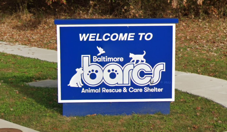 Bird Flood At BARCS As 322 Neglected Animals Cram South Baltimore Shelter