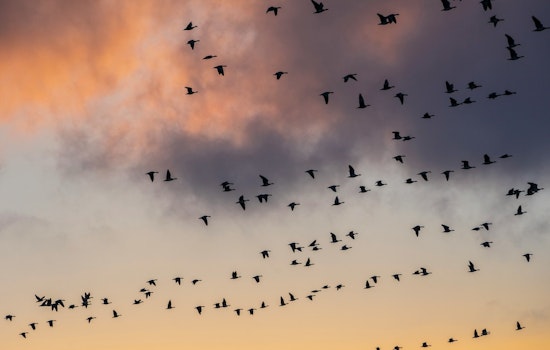 Bird Lovers Revolt As Round Rock Purple Martin Parties Get Axed, Then Saved