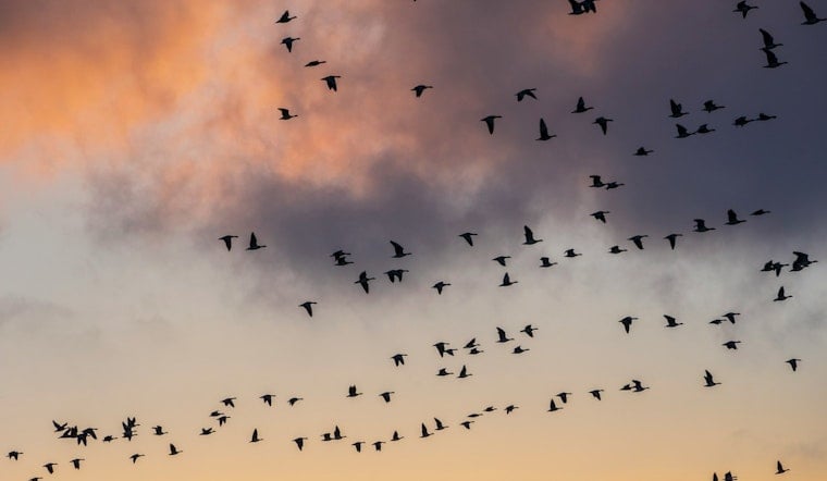 Bird Lovers Revolt As Round Rock Purple Martin Parties Get Axed, Then Saved