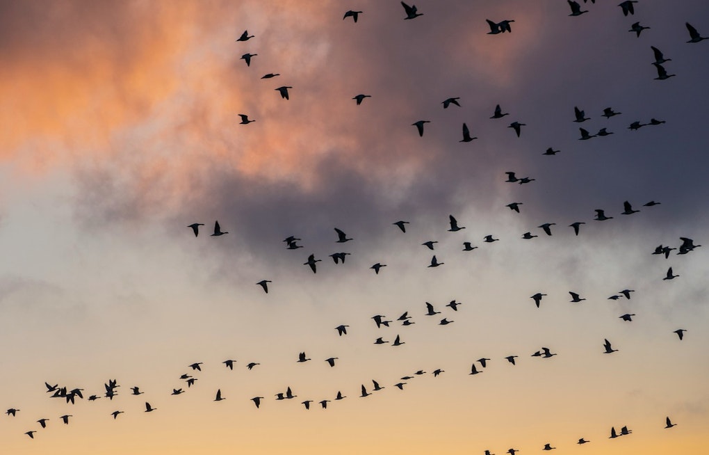 Bird Lovers Revolt As Round Rock Purple Martin Parties Get Axed, Then Saved