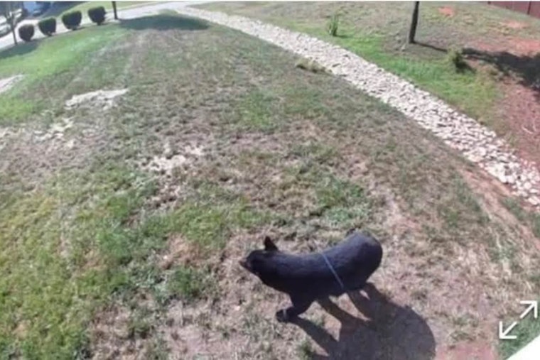 Black Bear Crashes Barium Seasons, Puts Troutman on Edge