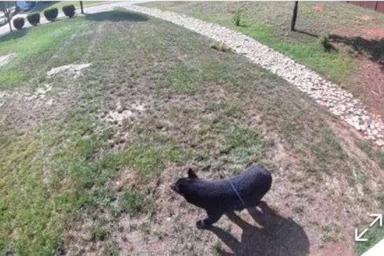 Black Bear Crashes Barium Seasons, Puts Troutman on Edge