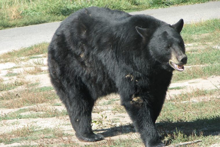 Black Bear Roams Market Street In Downtown Frederick