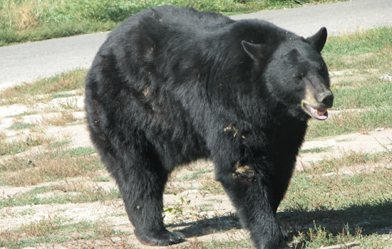 Black Bear Roams Market Street In Downtown Frederick