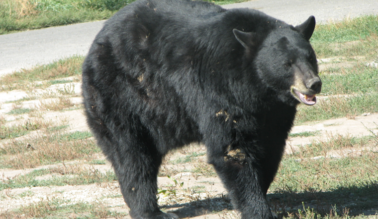 Black Bear Roams Market Street In Downtown Frederick