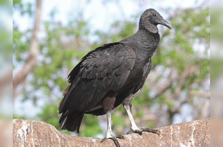 Black Vultures Turn Quiet Williamson County Farm Into Calving-Season War Zone