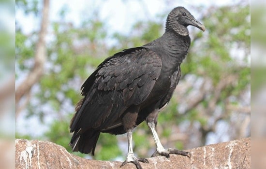 Black Vultures Turn Quiet Williamson County Farm Into Calving-Season War Zone