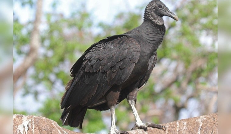 Black Vultures Turn Quiet Williamson County Farm Into Calving-Season War Zone