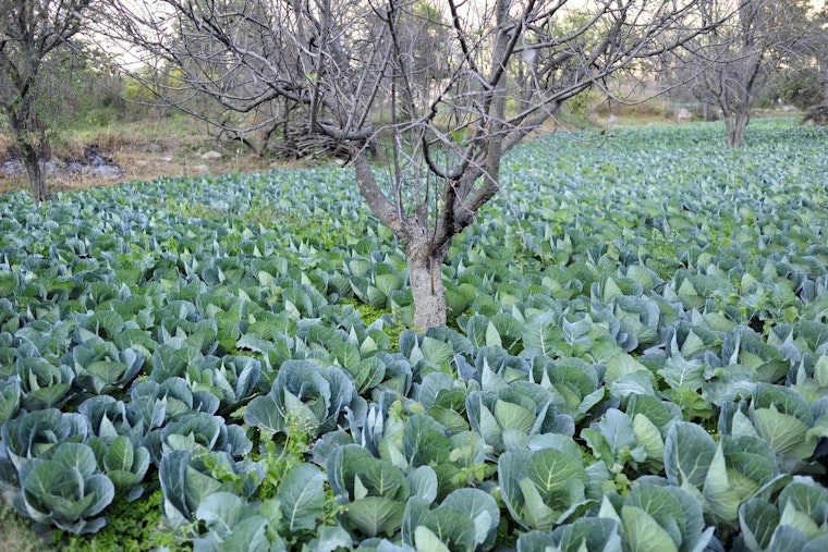 Bone-Dry July Has Southeast Wisconsin Farms on the Ropes