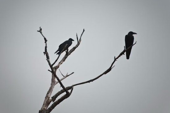 Bothell's Crow Spectacle Vanishes, Pops Up In Redmond's Backyard
