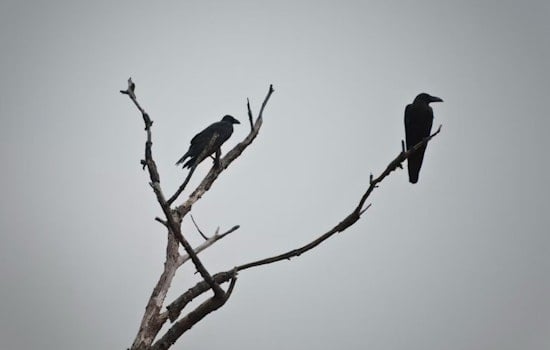 Bothell's Crow Spectacle Vanishes, Pops Up In Redmond's Backyard