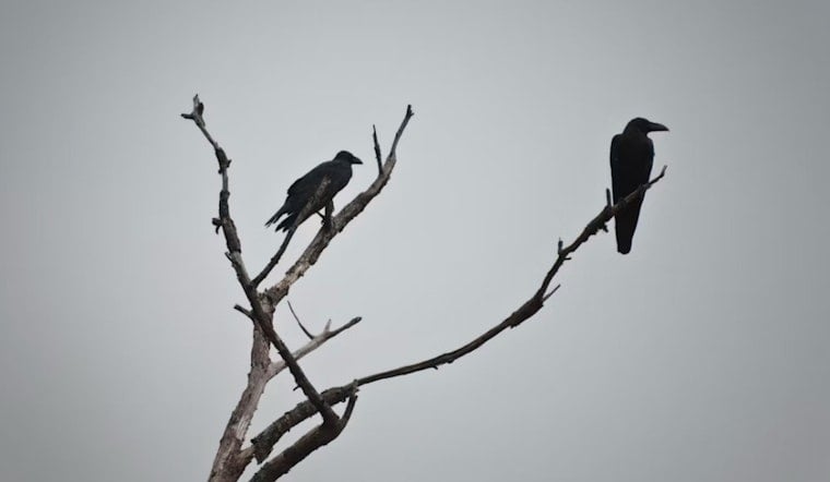Bothell's Crow Spectacle Vanishes, Pops Up In Redmond's Backyard