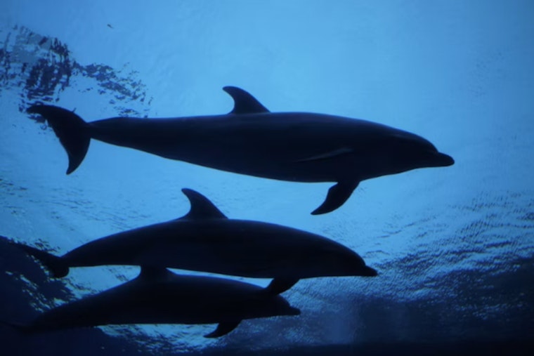 Bottlenose Dolphins Stranded Off Brewster, Cape Cod