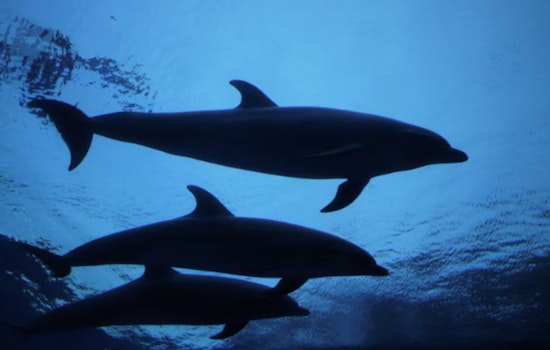 Bottlenose Dolphins Stranded Off Brewster, Cape Cod
