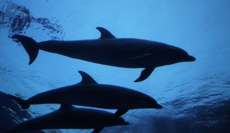 Bottlenose Dolphins Stranded Off Brewster, Cape Cod