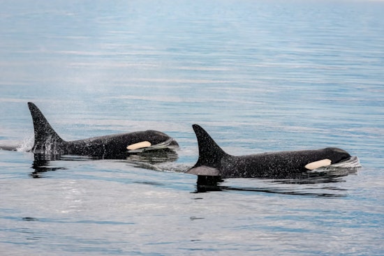 Breakfast With The Orcas Alki Avenue Crowd Scores Surprise Elliott Bay Show